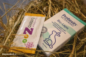 Průjem u morčete: kdy pomůže domácí péče a kdy okamžitě k veterináři