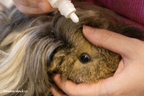 Poranění oka u morčete: První pomoc, návštěva veterináře a léčba